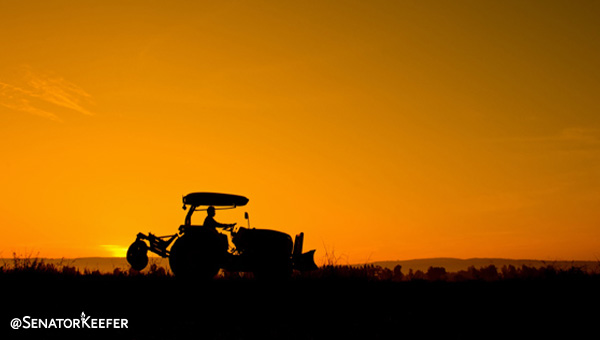 Tractor driving through a field with the sunset behind it.