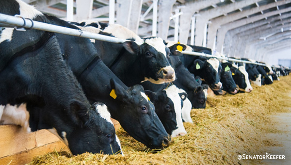 Several cows in a barn eating hay.