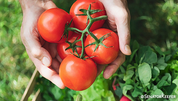 Two hands holding a bunch of red tomatoes.
