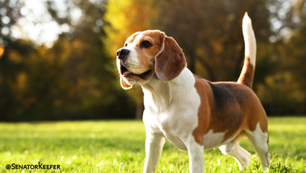 A picture of a beagle in a grassy field.